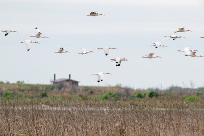 White Ibis - Vit ibis