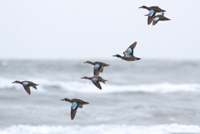 Blue-winged Teal - Blåvingad årta