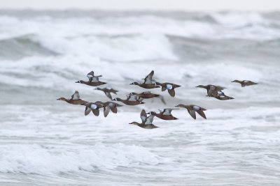 Blue-winged Teal - Blåvingad årta