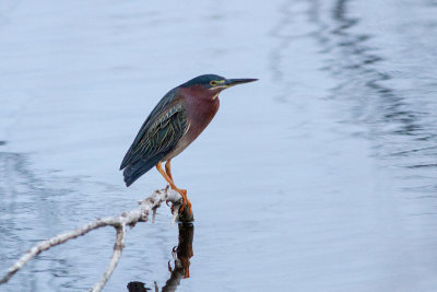 Green Heron - Grönryggig häger