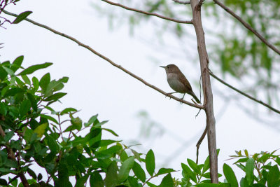 House Wren - Husgärdsmyg