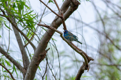 Indigo Bunting - Indigofink