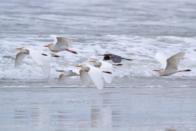 Snowy Egret, Cattle Egret, Tricolored Heron - Snöhäger, kohäger, trefärgad häger