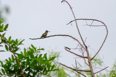 Ruby-throated Hummingbird - Rubinkolibri
