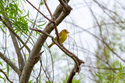 Summer Tanager - Sommartangara