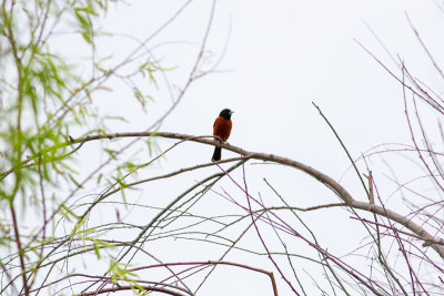 Orchard Oriole - Trädgårdstrupial