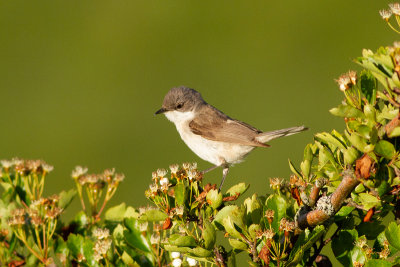 Lesser Whitethroat - rtsngare