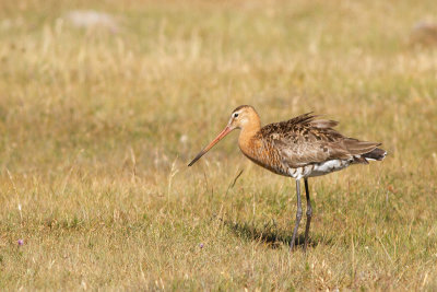 Black-tailed Godwit - Rdspov