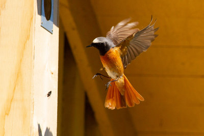 Common Redstart - Rödstjärt