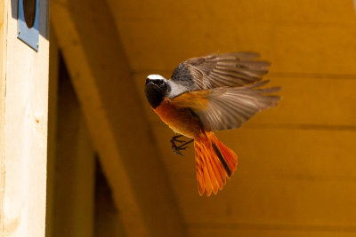 Common Redstart - Rdstjrt