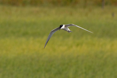Gull-billed Tern - Sandtrna