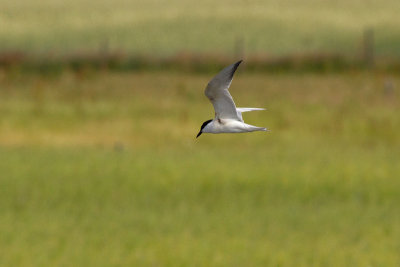 Gull-billed Tern - Sandtrna