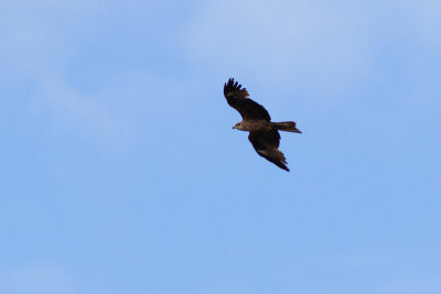 Black Kite - Brun glada