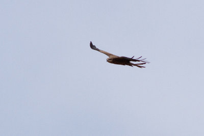 Black Kite - Brun glada