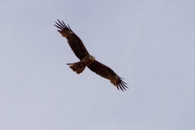 Black Kite - Brun glada