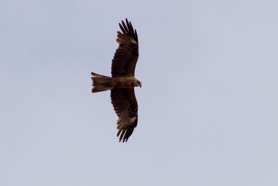 Black Kite - Brun glada