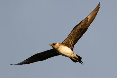 Parasitic Jaeger - Kustlabb