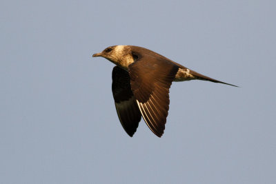 Parasitic Jaeger - Kustlabb