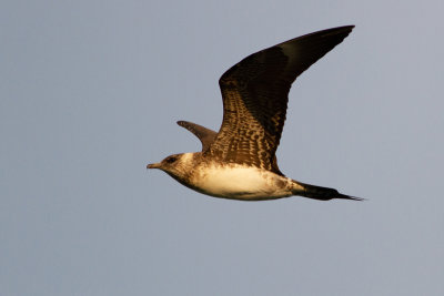 Parasitic Jaeger - Kustlabb