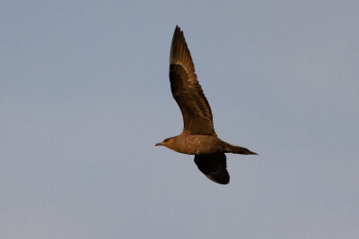 Parasitic Jaeger - Kustlabb