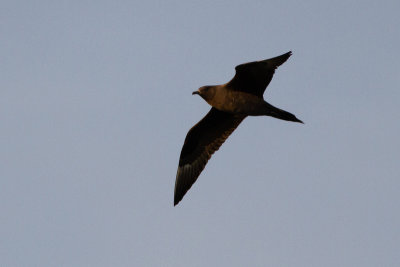 Parasitic Jaeger - Kustlabb