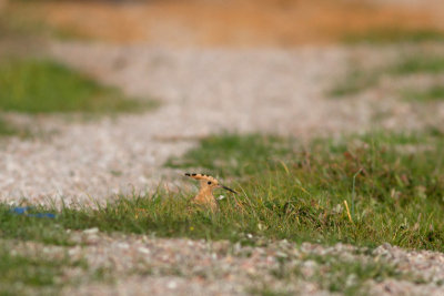 Eurasian Hoopoe - Härfågel
