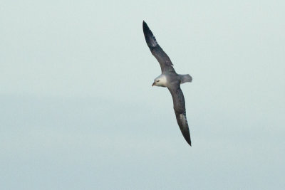 Northern Fulmar - Stormfågel