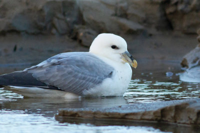 Northern Fulmar - Stormfgel