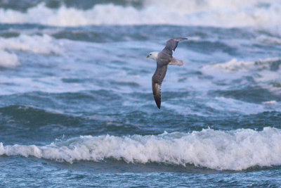 Northern Fulmar - Stormfågel