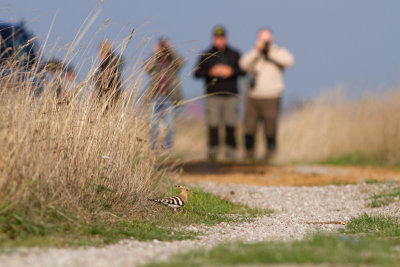 Eurasian Hoopoe - Hrfgel