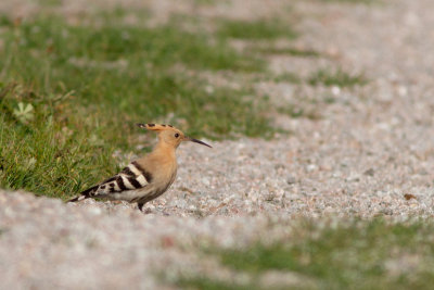 Eurasian Hoopoe - Hrfgel