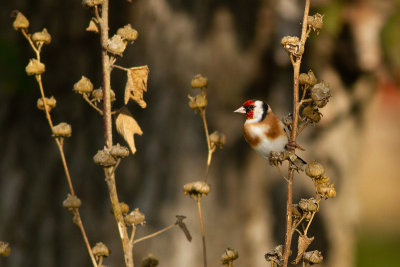 European Goldfinch - Steglits