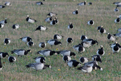 Barnacle Goose - Vitkindad gs