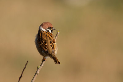 Eurasian Tree Sparrow - Pilfink