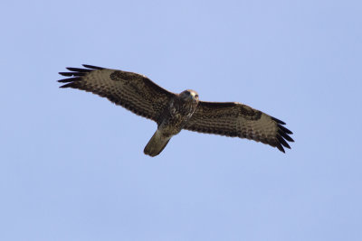 Common Buzzard - Ormvråk