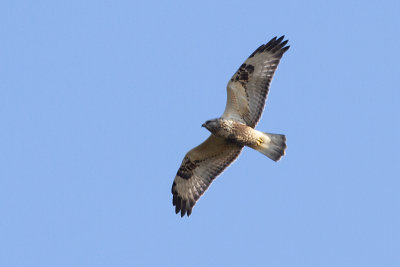 Rough-legged Buzzard - Fjällvråk