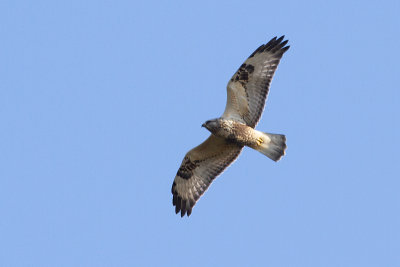 Rough-legged Buzzard - Fjllvrk