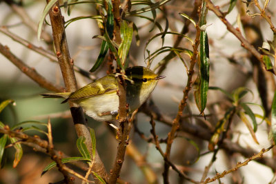 Pallas's Leaf Warbler - Kungsfgelsngare