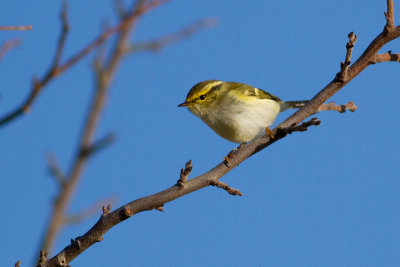 Pallas's Leaf Warbler - Kungsfgelsngare