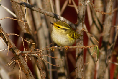 Pallas's Leaf Warbler - Kungsfgelsngare