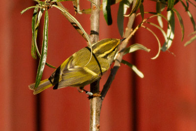 Pallas's Leaf Warbler - Kungsfgelsngare