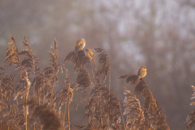 Bearded Reedling - Skäggmes