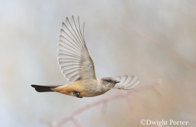 Say's Phoebe