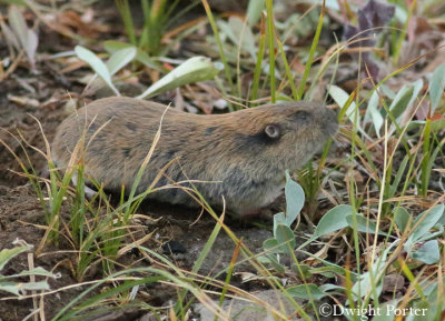 Pocket Gopher