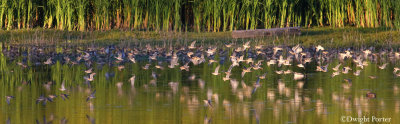 Long-billed Dowitchers