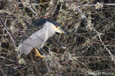 Black-crowned Night-Heron