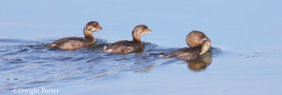 Pied-billed Grebes