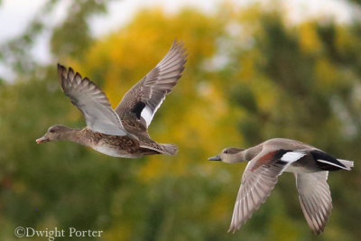 Gadwall