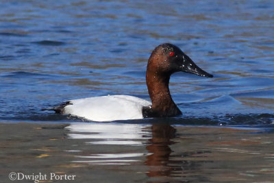 Canvasback