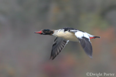 Common Merganser